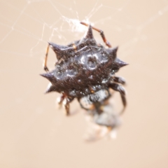 Austracantha minax (Christmas Spider, Jewel Spider) at Freshwater Creek, VIC - 22 Feb 2023 by WendyEM