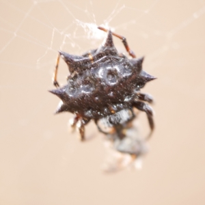 Austracantha minax at WendyM's farm at Freshwater Ck. - 22 Feb 2023 07:02 PM