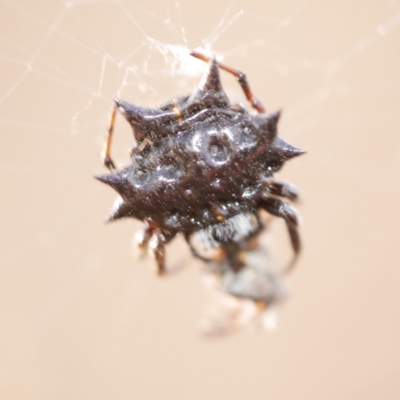 Austracantha minax at WendyM's farm at Freshwater Ck. - 22 Feb 2023 by WendyEM