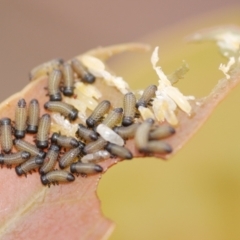 Paropsisterna cloelia (Eucalyptus variegated beetle) at Freshwater Creek, VIC - 22 Feb 2023 by WendyEM