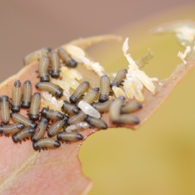 Paropsisterna cloelia (Eucalyptus variegated beetle) at WendyM's farm at Freshwater Ck. - 22 Feb 2023 by WendyEM