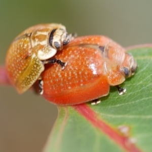 Paropsisterna cloelia at WendyM's farm at Freshwater Ck. - 22 Feb 2023