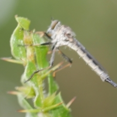 Asilidae (family) at suppressed - 22 Feb 2023 by WendyEM