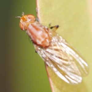 Lauxaniidae (family) at WendyM's farm at Freshwater Ck. - 22 Feb 2023 07:07 PM