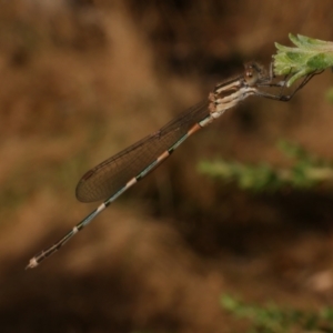 Austrolestes leda at WendyM's farm at Freshwater Ck. - 22 Feb 2023 06:28 PM