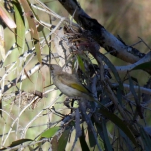 Lichmera indistincta at Drysdale River National Park - 18 Jun 2017 03:15 PM