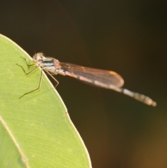 Austrolestes annulosus (Blue Ringtail) at WendyM's farm at Freshwater Ck. - 22 Feb 2023 by WendyEM