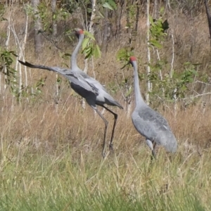 Grus rubicunda at Drysdale River National Park - 18 Jun 2017 09:14 AM