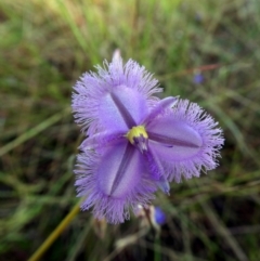 Thysanotus chinensis (Thysanotus) at Drysdale River National Park - 19 Jun 2017 by MB