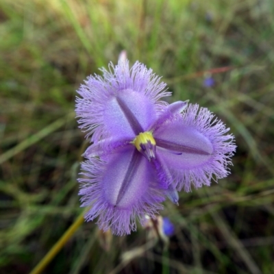 Thysanotus chinensis (Thysanotus) at Drysdale River National Park - 18 Jun 2017 by MB