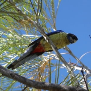 Platycercus venustus at Drysdale River National Park - 19 Jun 2017