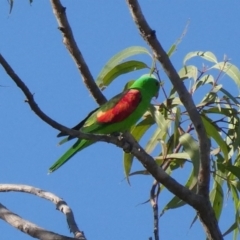 Aprosmictus erythropterus (Red-winged Parrot) at Drysdale River, WA - 18 Jun 2017 by MB