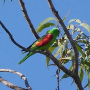Aprosmictus erythropterus at Drysdale River National Park - 19 Jun 2017 08:18 AM