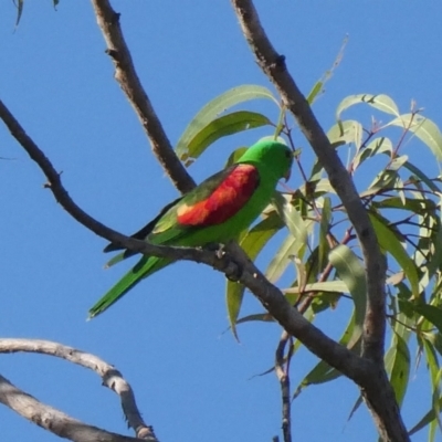 Aprosmictus erythropterus (Red-winged Parrot) at Drysdale River National Park - 18 Jun 2017 by MB
