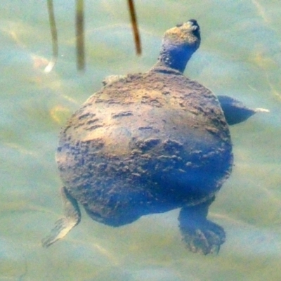 Unidentified Turtle at Drysdale River National Park - 20 Jun 2017 by MB