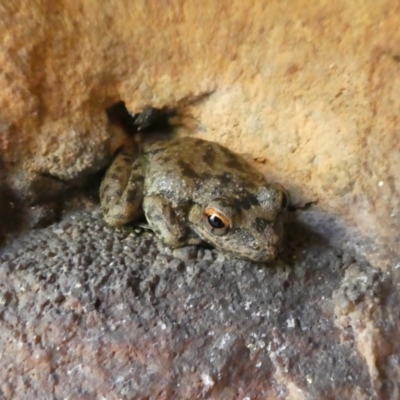 Unidentified Frog at Drysdale River, WA - 20 Jun 2017 by MB
