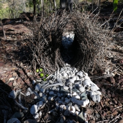 Chlamydera nuchalis (Great Bowerbird) at suppressed - 21 Jun 2017 by MB