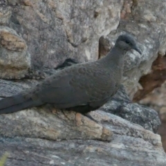 Petrophassa albipennis (White-quilled Rock-Pigeon) at Drysdale River National Park - 22 Jun 2017 by MB
