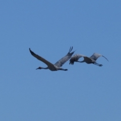 Grus rubicunda (Brolga) at Drysdale River National Park - 22 Jun 2017 by MB