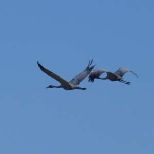 Grus rubicunda at Drysdale River National Park - 23 Jun 2017