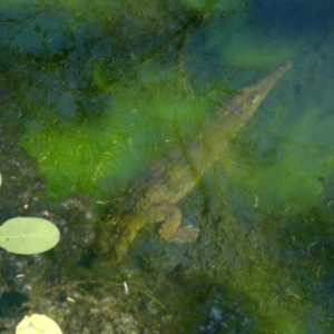 Crocodylus johnstoni at Drysdale River National Park - 23 Jun 2017 09:05 AM