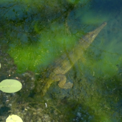 Crocodylus johnstoni at Drysdale River, WA - 22 Jun 2017 by MB