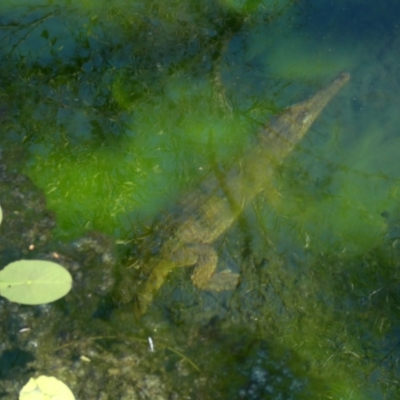 Crocodylus johnstoni (Freshwater Crocodile) at Drysdale River National Park - 23 Jun 2017 by MB