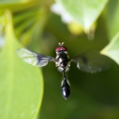 Syrphidae (family) at Coolangatta, QLD - 15 Jun 2024 by Hejor1