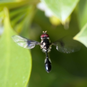 Allobaccha (genus) at Coolangatta, QLD - 15 Jun 2024