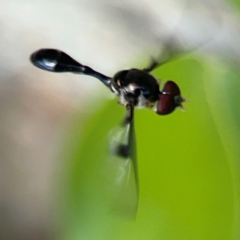 Allobaccha (genus) at Coolangatta, QLD - 15 Jun 2024 11:29 AM