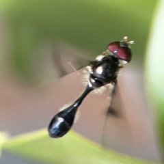 Allobaccha (genus) at Coolangatta, QLD - 15 Jun 2024