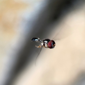 Allobaccha (genus) at Coolangatta, QLD - 15 Jun 2024