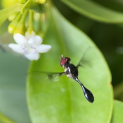 Allobaccha (genus) at Coolangatta, QLD - 15 Jun 2024 11:29 AM