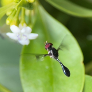 Allobaccha (genus) at Coolangatta, QLD - 15 Jun 2024