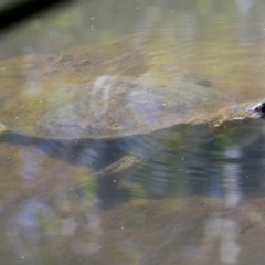 Unidentified Turtle at Drysdale River, WA - 23 Jun 2017 by MB