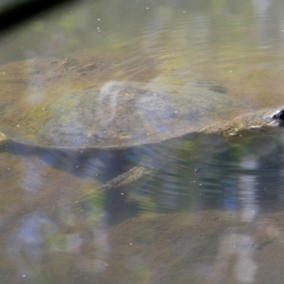 Unidentified Turtle at Drysdale River National Park - 23 Jun 2017 by MB