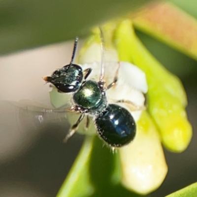 Lasioglossum (Homalictus) sp. (genus & subgenus) at Coolangatta, QLD - 15 Jun 2024 by Hejor1