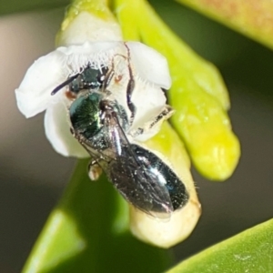 Lasioglossum (Homalictus) sp. (genus & subgenus) at Coolangatta, QLD - 15 Jun 2024 11:39 AM