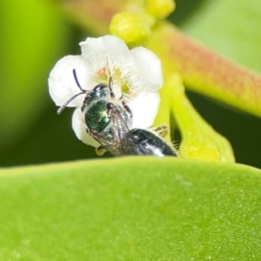 Lasioglossum (Homalictus) sp. (genus & subgenus) at Coolangatta, QLD - 15 Jun 2024 11:39 AM