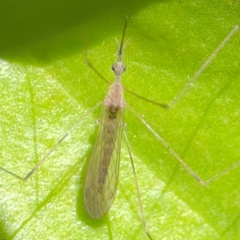 Geranomyia sp. (genus) at Coolangatta, QLD - 15 Jun 2024 by Hejor1