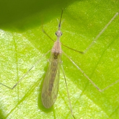 Geranomyia sp. (genus) at Coolangatta, QLD - 15 Jun 2024 by Hejor1