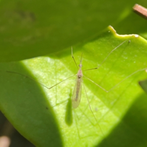 Limoniidae (family) at Coolangatta, QLD - 15 Jun 2024 11:44 AM