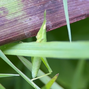 Acrididae sp. (family) at Coolangatta, QLD - 15 Jun 2024 12:04 PM