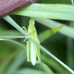 Acrididae sp. (family) at Coolangatta, QLD - 15 Jun 2024 12:04 PM