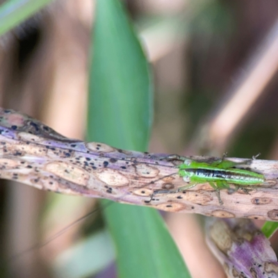 Conocephalus sp. (genus) (A Tussock Katydid) at Coolangatta, QLD - 15 Jun 2024 by Hejor1