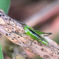 Conocephalus sp. (genus) at Coolangatta, QLD - 15 Jun 2024