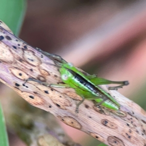 Conocephalus sp. (genus) at Coolangatta, QLD - 15 Jun 2024 12:20 PM