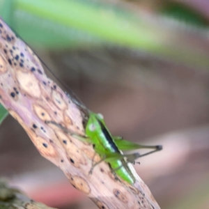 Conocephalus sp. (genus) at Coolangatta, QLD - 15 Jun 2024