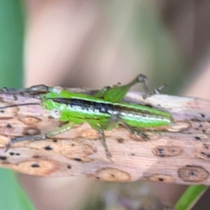 Conocephalus sp. (genus) at Coolangatta, QLD - 15 Jun 2024