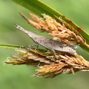 Acrididae sp. (family) at Coolangatta, QLD - 15 Jun 2024 12:12 PM